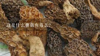 这是什么蘑菇有毒么？