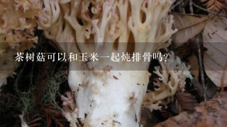 茶树菇可以和玉米一起炖排骨吗?