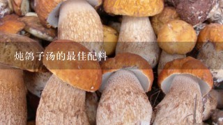 炖鸽子汤的最佳配料