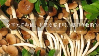 金耳怎样种植，有温度要求吗，哪里有收购的，菌种怎么样可以买到