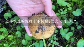 怎样快速的泡好干茶树菇?要放火锅里吃？