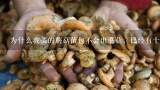 为什么我买的蘑菇菌包不会出蘑菇，已经有十多天了，