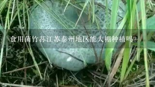 食用菌竹荪江苏泰州地区能大棚种植吗?