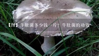 【图】牛肚菌多少钱一斤？牛肚菌的功效