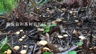 脆脆菇和茶树菇的区别
