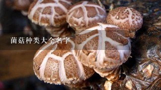 菌菇种类大全名字