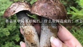 蘑菇从中间开始腐烂，什么原因造成的？该怎么办呢？