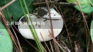 怎样做茶树菇鲫鱼汤