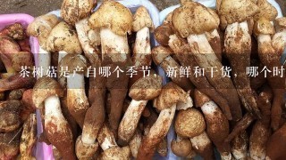 茶树菇是产自哪个季节，新鲜和干货，哪个时期购买最
