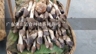广东佛山适合种植茶树菇吗