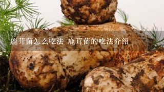 鹿茸菌怎么吃法 鹿茸菌的吃法介绍