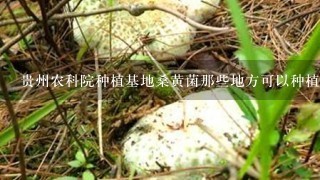 贵州农科院种植基地桑黄菌那些地方可以种植