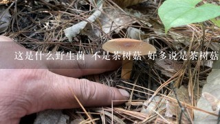 这是什么野生菌 不是茶树菇 好多说是茶树菇 湖北哪些地方有这种野生菌 四川叫青冈菌！！！！
