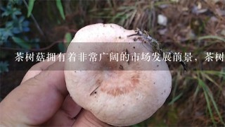 茶树菇拥有着非常广阔的市场发展前景，茶树菇种植要