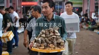 茶树菇长什么样用文字表达