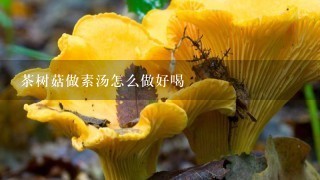 茶树菇做素汤怎么做好喝