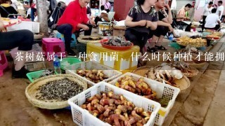 茶树菇属于一种食用菌，什么时候种植才能拥有高产量