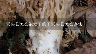 猴头菇怎么泡发干的干猴头菇怎么办法