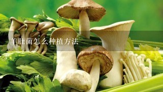 羊肚菌怎么种植方法