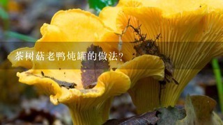 茶树菇老鸭炖罐的做法？