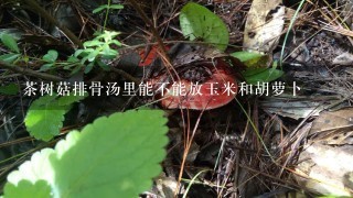 茶树菇排骨汤里能不能放玉米和胡萝卜