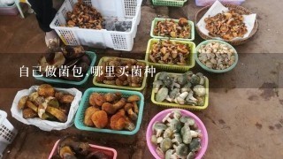 自己做菌包,哪里买菌种