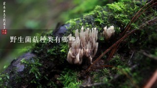 野生菌菇种类有哪些？