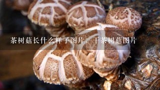 茶树菇长什么样子图片，干茶树菇图片