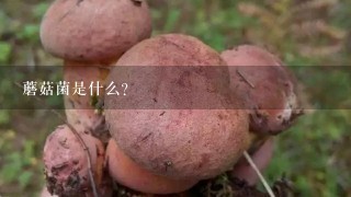 蘑菇菌是什么？