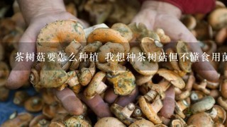 茶树菇要怎么种植 我想种茶树菇但不懂食用菌种植 茶