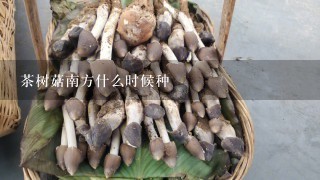 茶树菇南方什么时候种