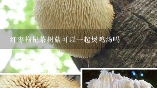 红枣枸杞茶树菇可以一起煲鸡汤吗