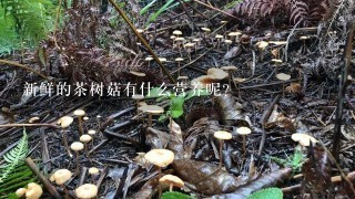 新鲜的茶树菇有什么营养呢？