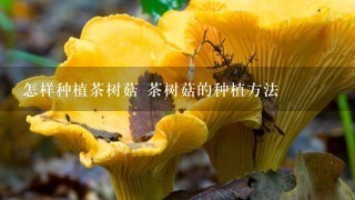 怎样种植茶树菇 茶树菇的种植方法