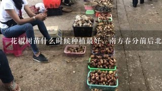 花椒树苗什么时候种植最好，南方春分前后北方8~9月