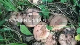 狗狗能吃茶树菇炖骨头吗