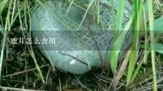 鹿茸怎么食用