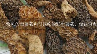 常见的毒蘑菇和可以吃的野生蘑菇，你认识多少？