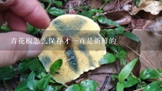 青花椒怎么保存才一直是新鲜的