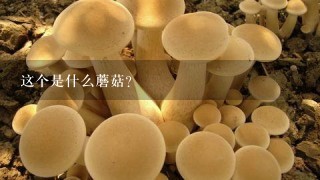 这个是什么蘑菇？