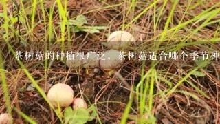 茶树菇的种植很广泛，茶树菇适合哪个季节种植？