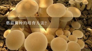 蘑菇菌种的培育方法？