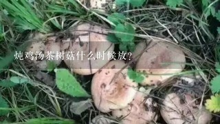 炖鸡汤茶树菇什么时候放？