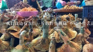 我们这边有五百一斤的野生蘑菇 不知是什么品种 适合人工种植吗