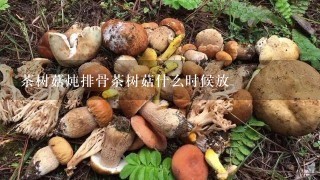 茶树菇炖排骨茶树菇什么时候放