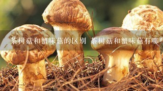 茶树菇和蟹味菇的区别 茶树菇和蟹味菇有哪些不同
