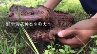 野生蘑菇种类名称大全