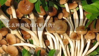 怎么辨别铁皮石斛真伪？