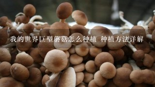 我的世界巨型蘑菇怎么种植 种植方法详解