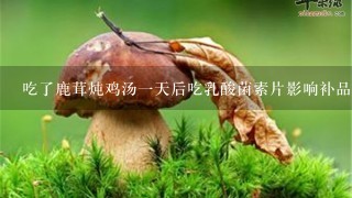 吃了鹿茸炖鸡汤一天后吃乳酸菌素片影响补品效果吗